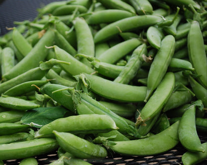 Shelling Peas - Sabre
