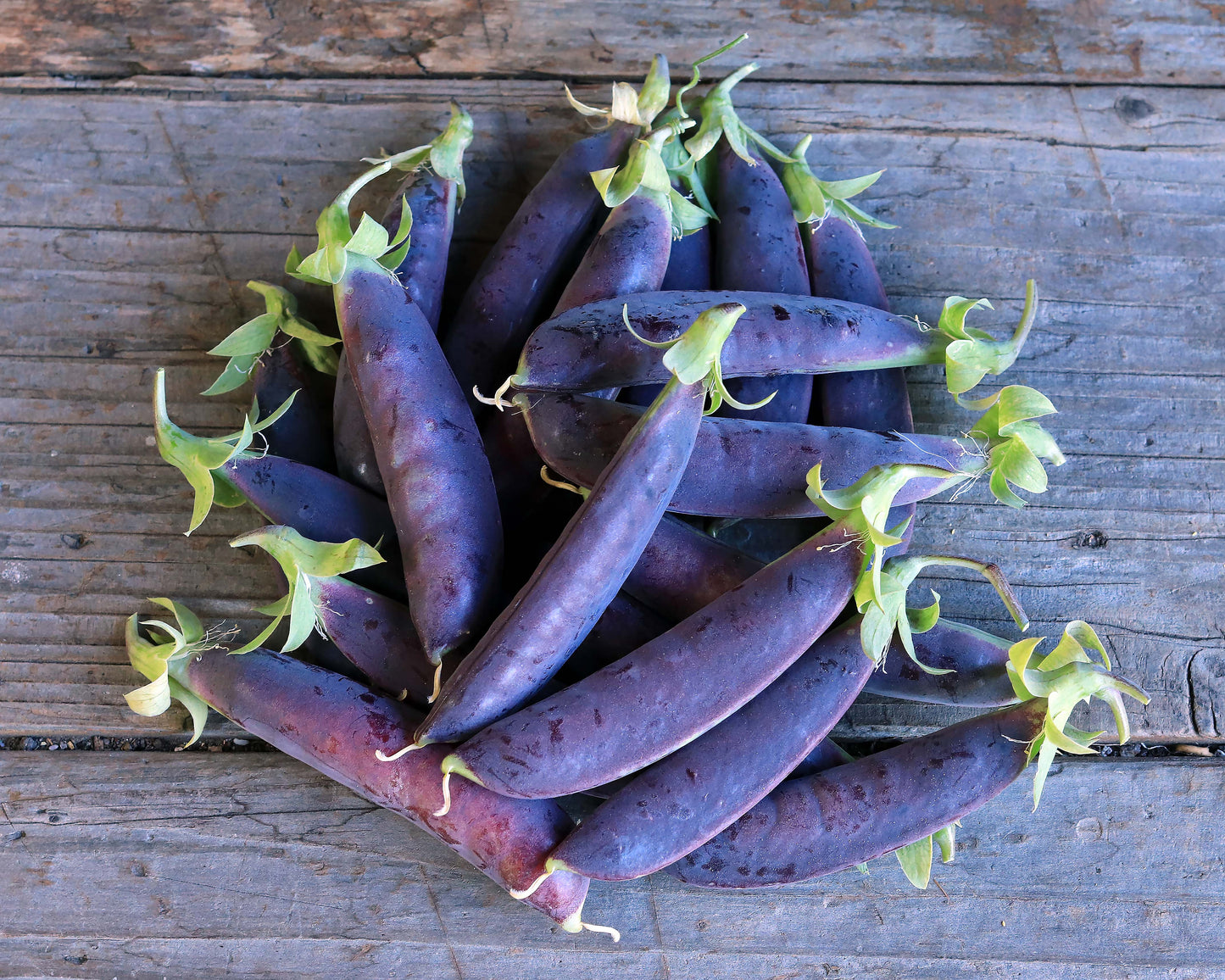 Purple Snap Peas - Sugar Magnolia