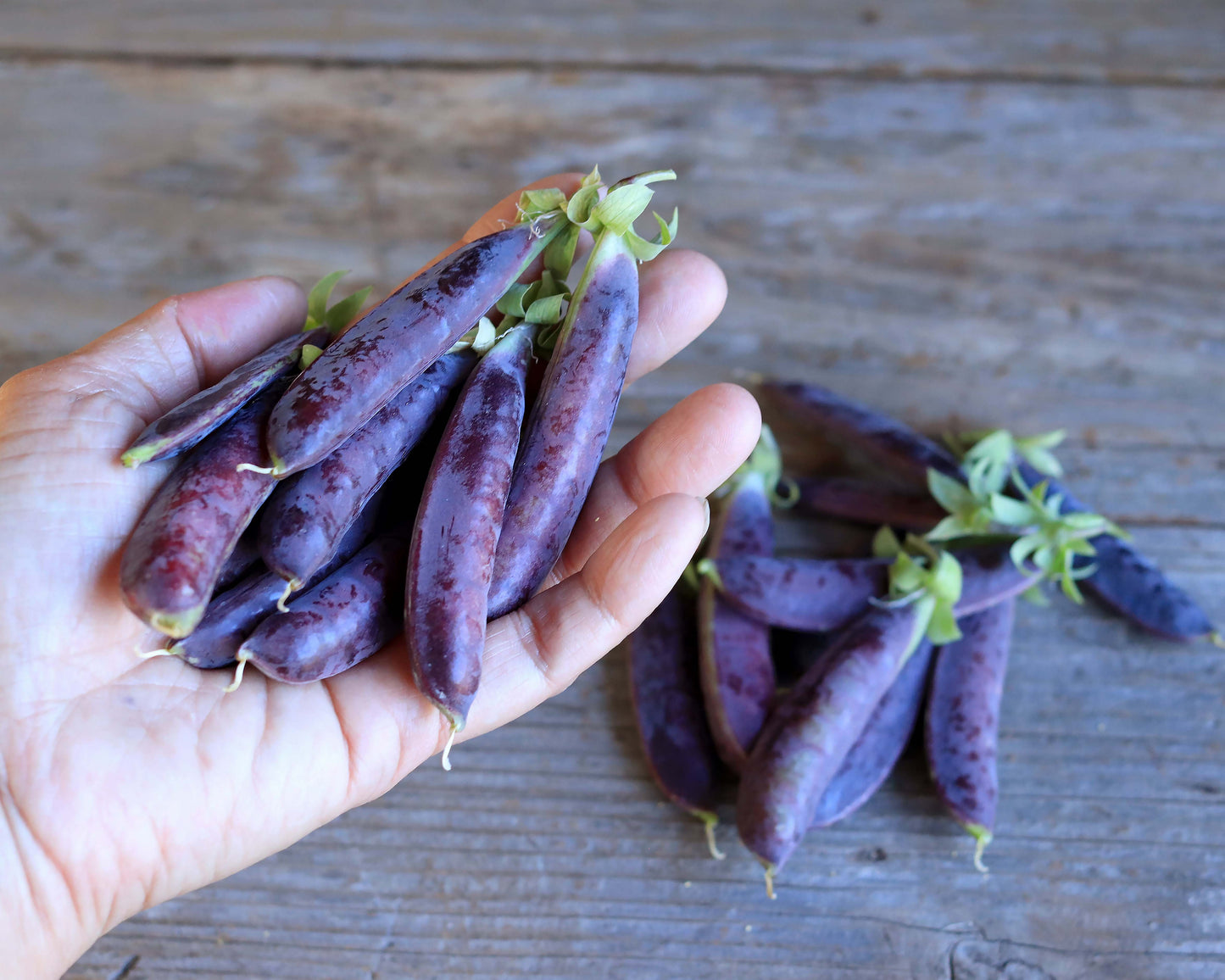 Purple Snap Peas - Sugar Magnolia