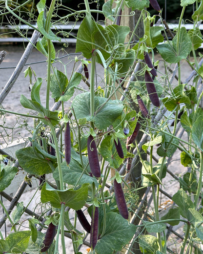 Purple Snap Peas - Sugar Magnolia