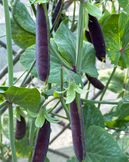 Purple Snap Peas - Sugar Magnolia