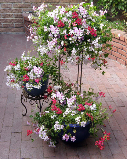 Pelargonium - Fancy Pants