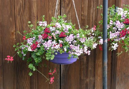 Pelargonium - Fancy Pants