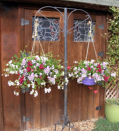 Pelargonium - Fancy Pants