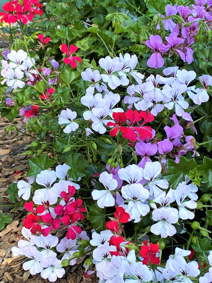 Pelargonium - Fancy Pants