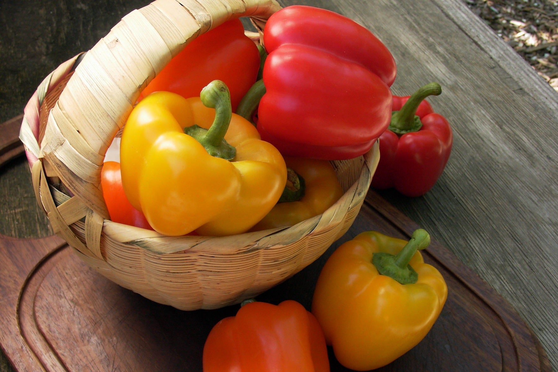 Crimson, Gold & Orange' Jewel-Toned Bell Peppers – Renee's Garden
