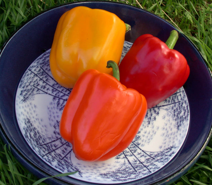 アンスリウム red chocolate × yellow bell Crimson, Gold & Orange' Jewel-Toned Bell Peppers – Renee's Garden
