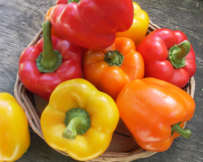 Crimson, Gold & Orange