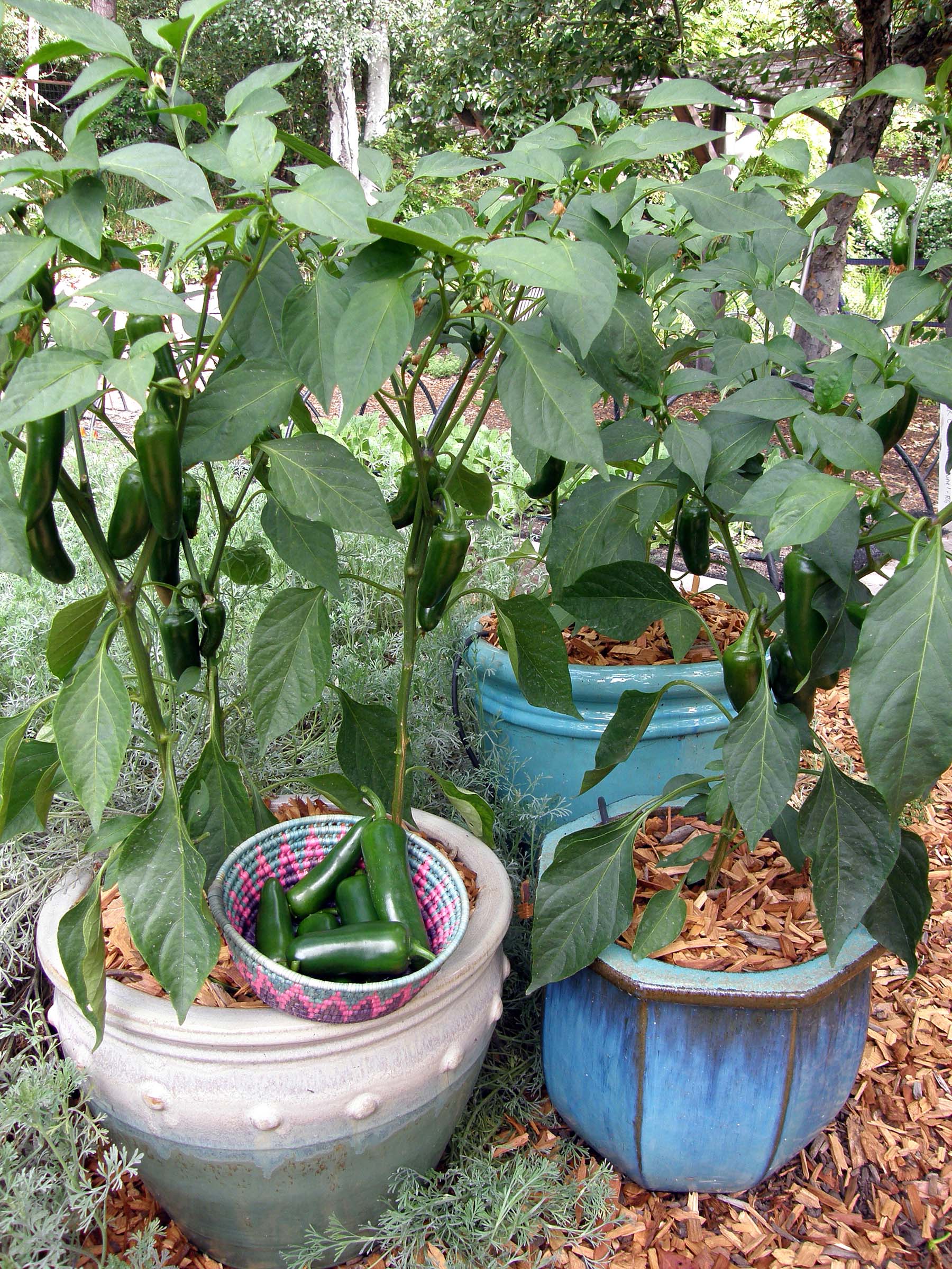 Early Flame Jalapeños' Container Chile Peppers – Renee's Garden