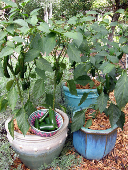jalapeno plant pot Container Chile Peppers