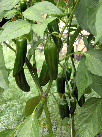 jalapeno pepper plant pot size Early Flame Jalapeños' Container Chile Peppers – Renee's Garden