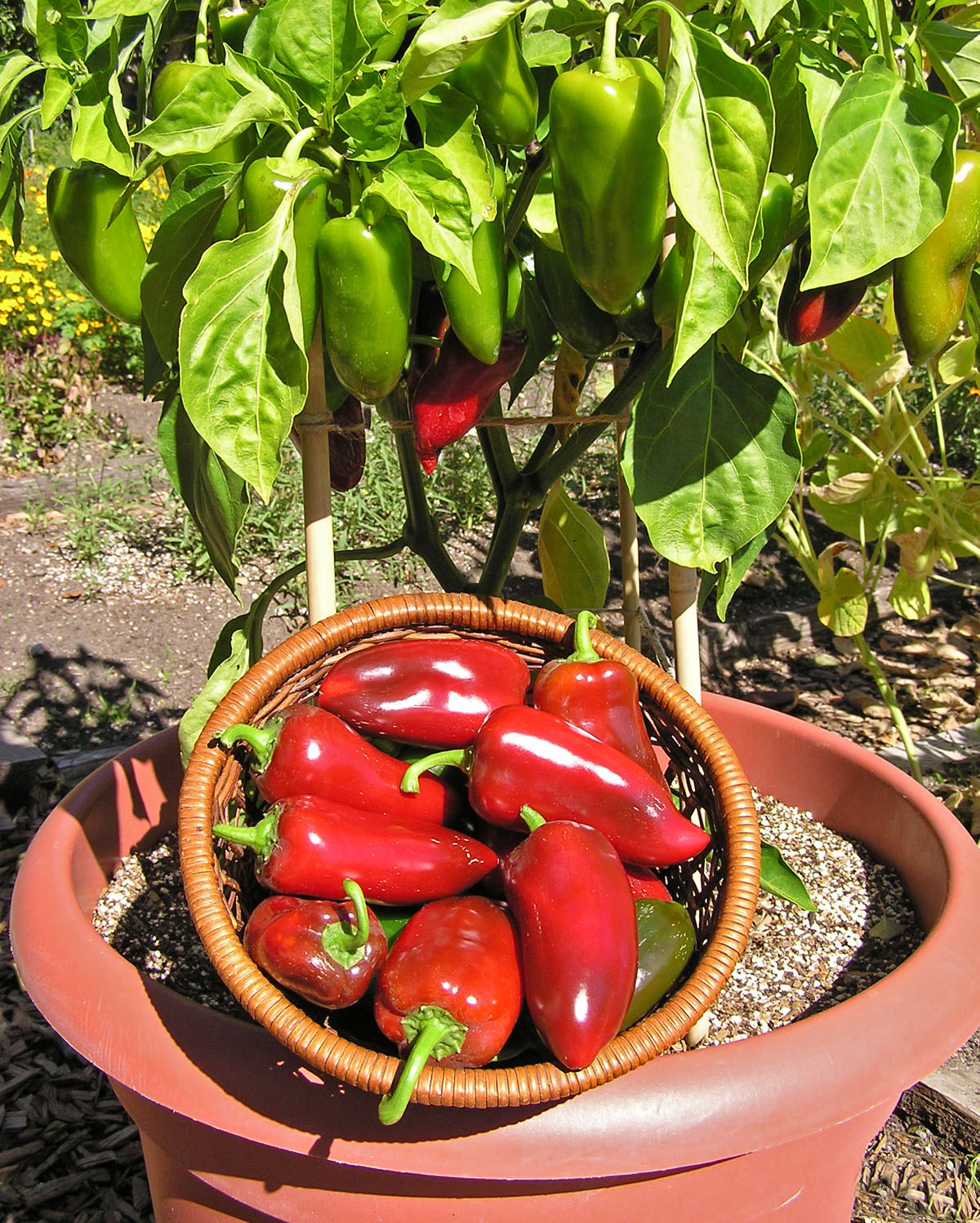 Pizza My Heart' Container Sweet Pepper – Renee's Garden