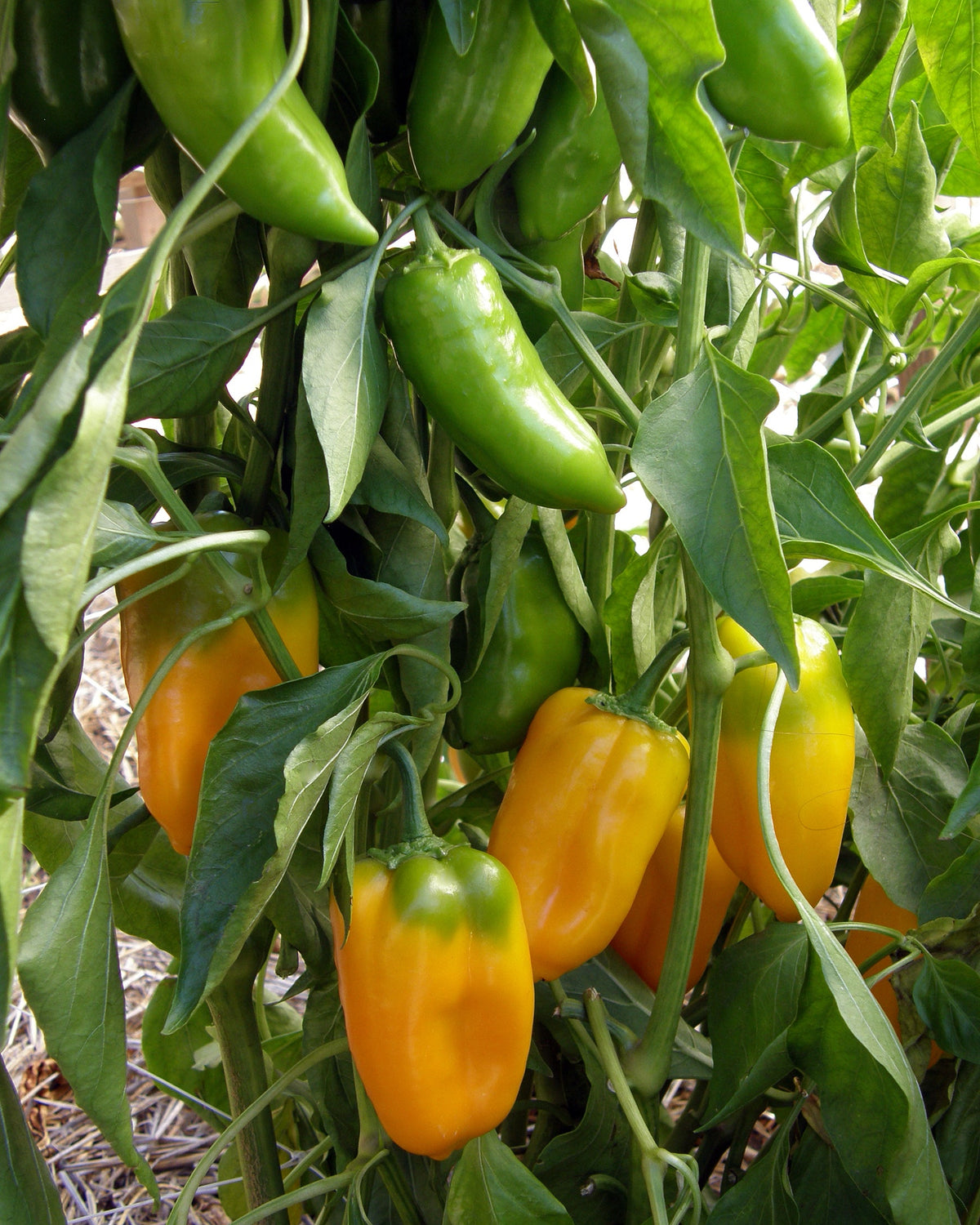 'Baby Belle' Mini Snack/Salad Peppers – Renee's Garden