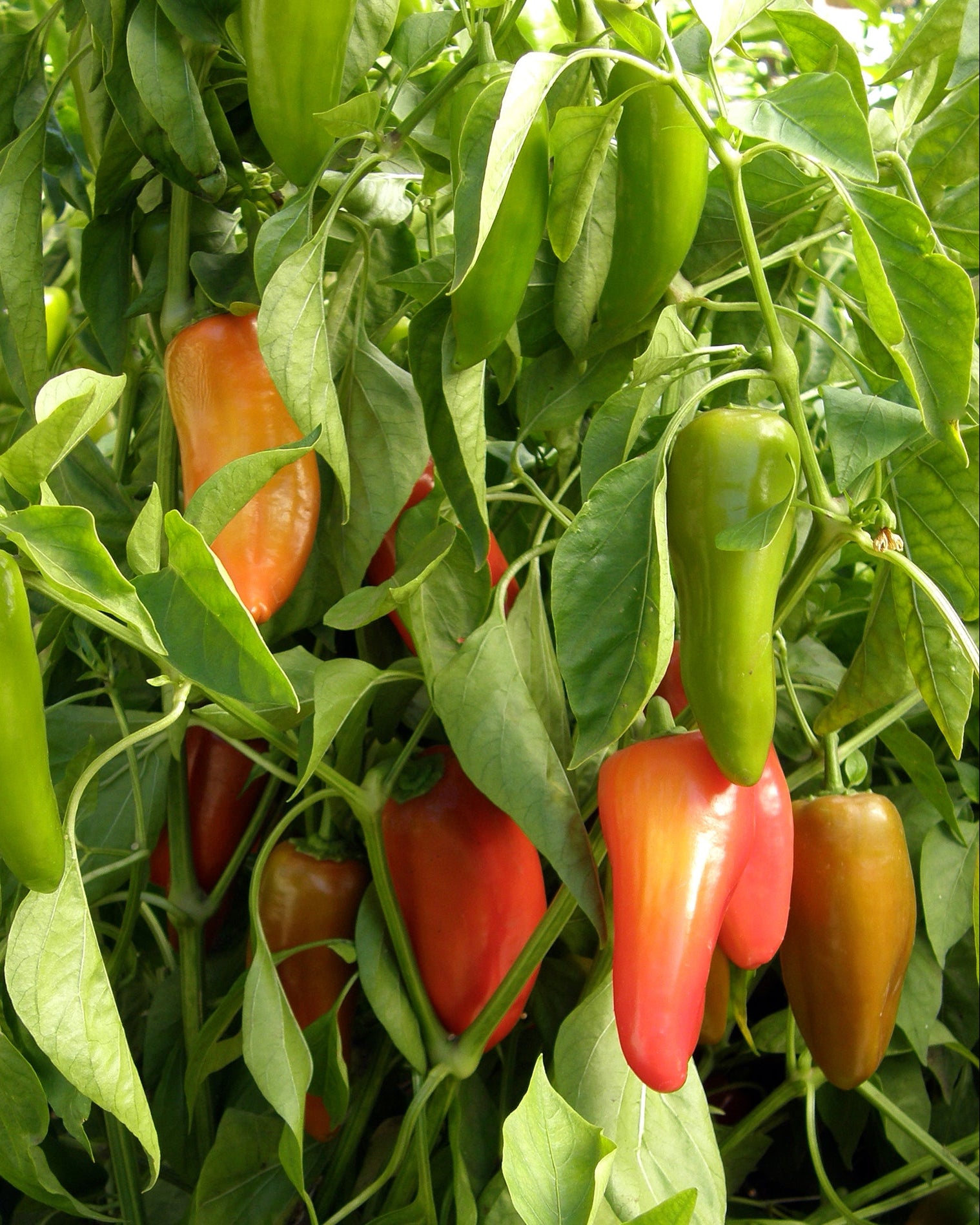 Renee's Garden Baby Belle Peppers Seeds - Thumbnail 2
