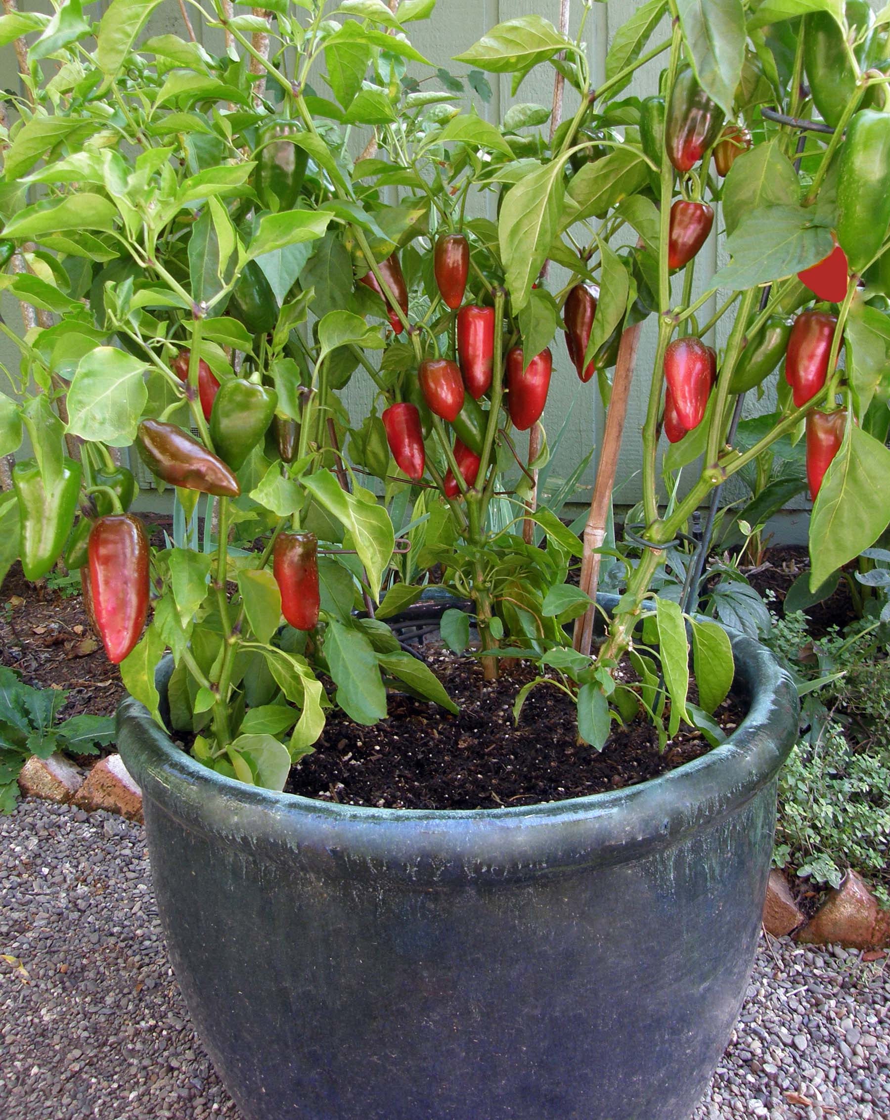 Pizza My Heart' Container Sweet Pepper – Renee's Garden