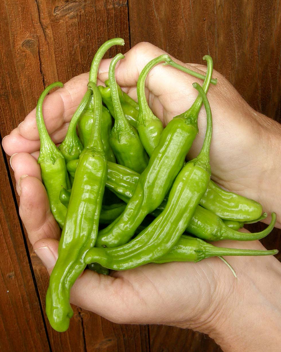 Japanese Pepper - Shishito