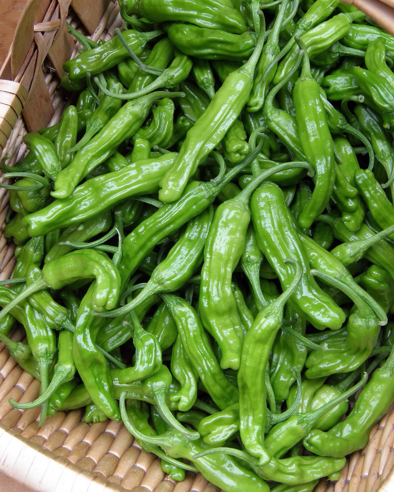 Japanese Pepper - Shishito