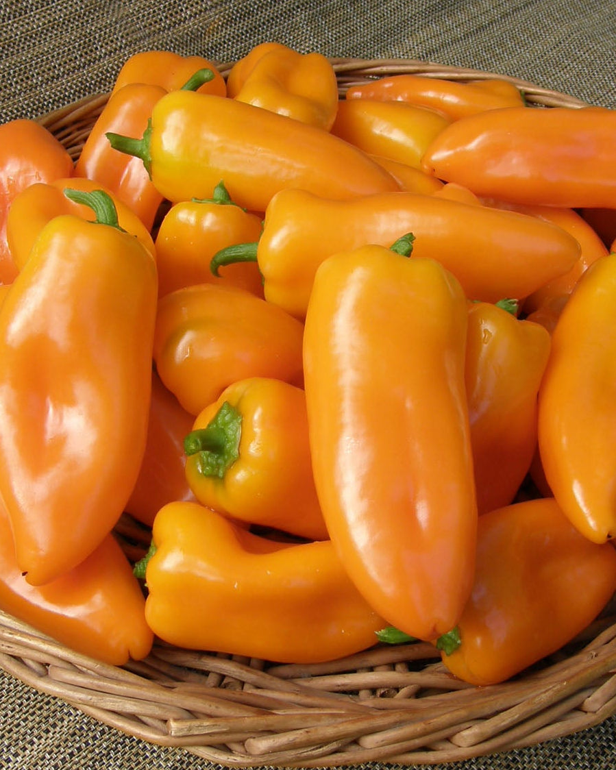 Renee's Garden Yummy Belles Peppers