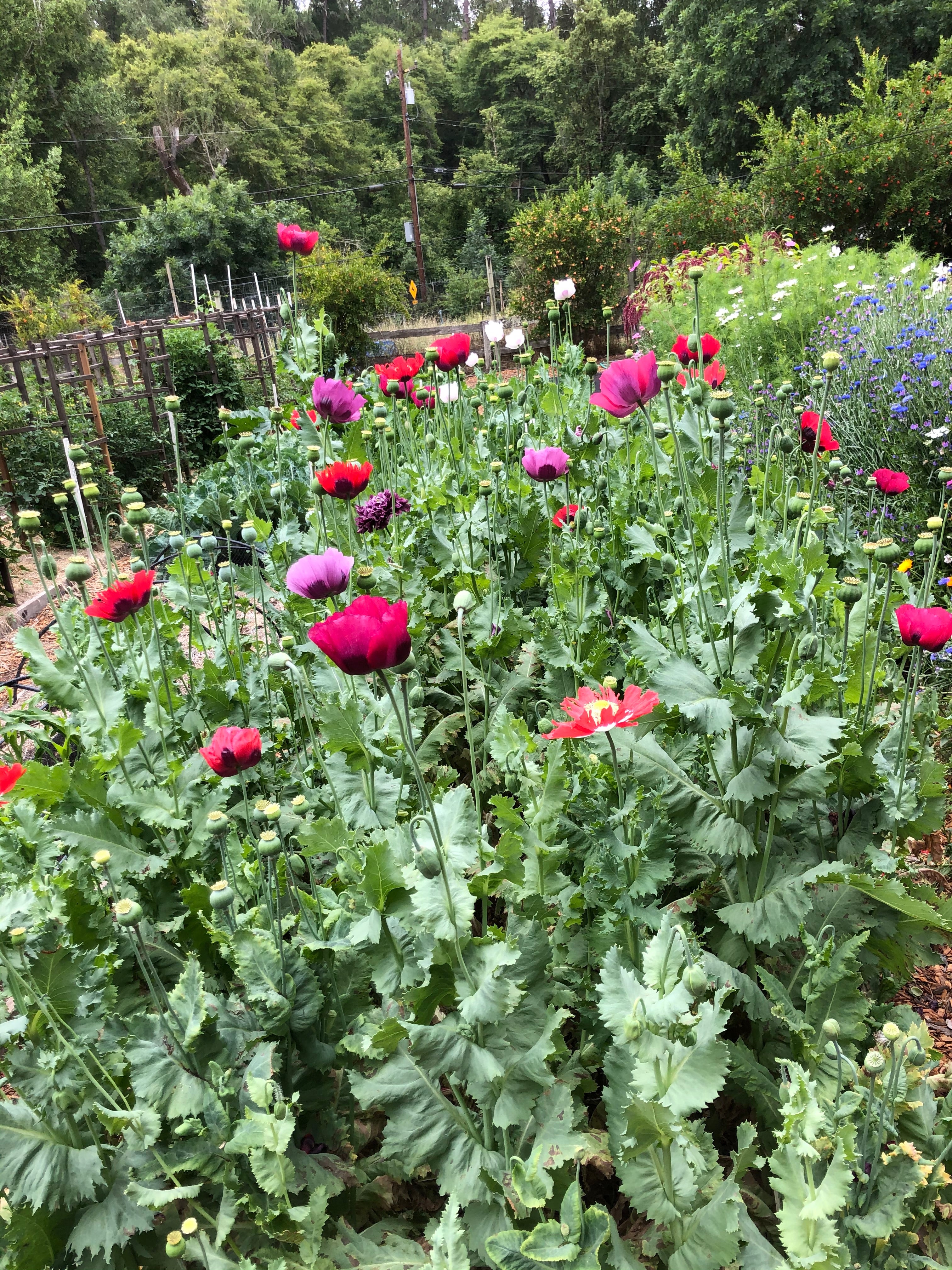Pepperbox Poppy' Heirloom Herbs – Renee's Garden
