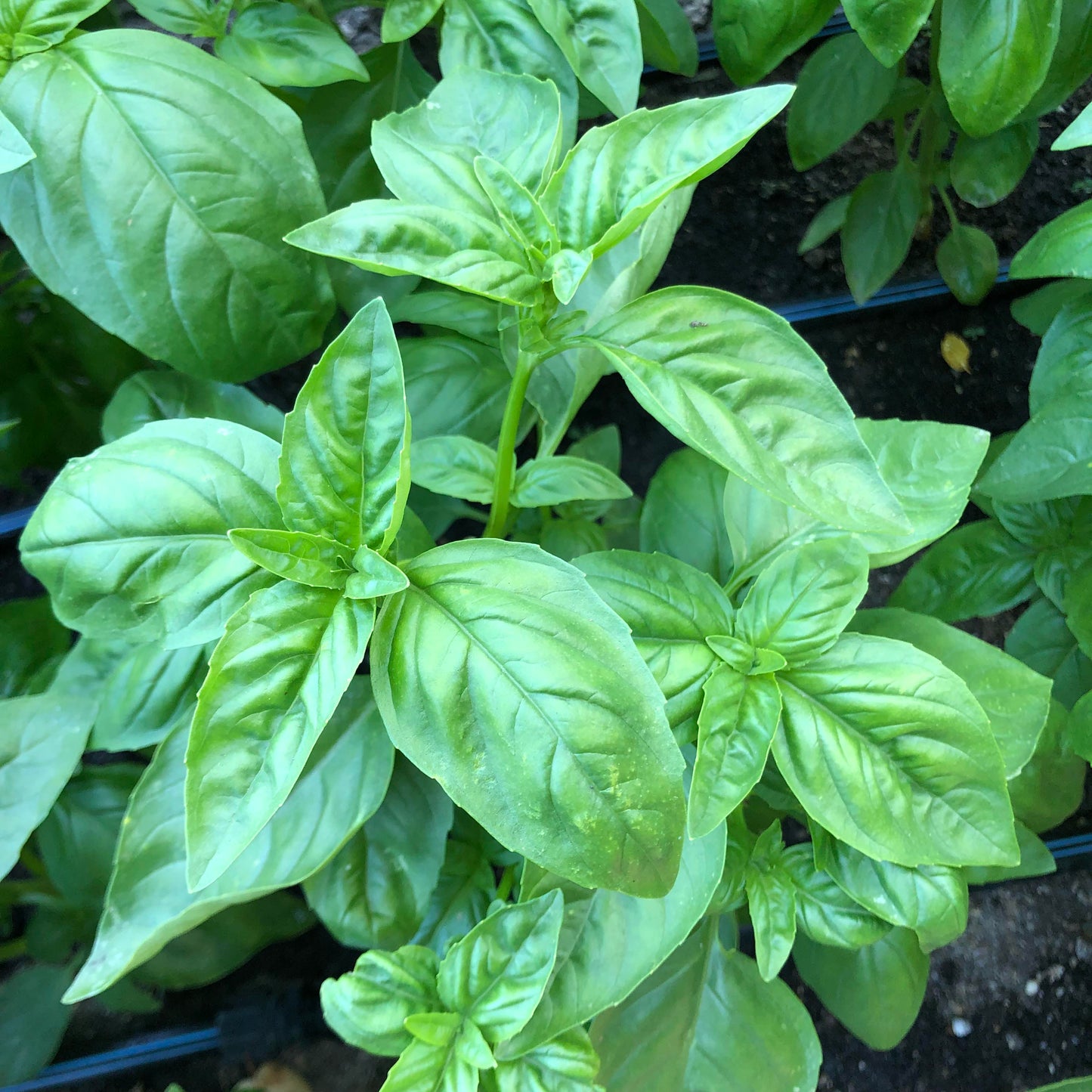 Kitchen Herbs - Italian Pesto Basil