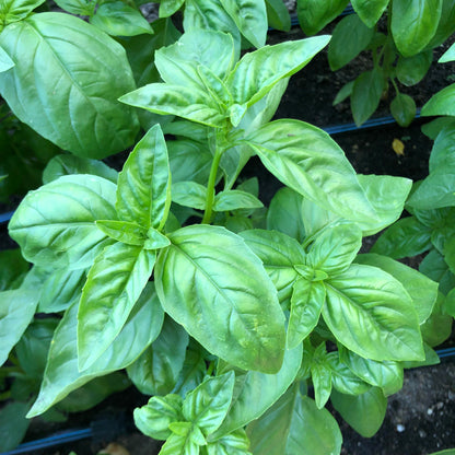 Kitchen Herbs - Italian Pesto Basil