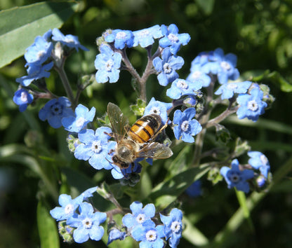 Flower Power For Nature's Pollinators