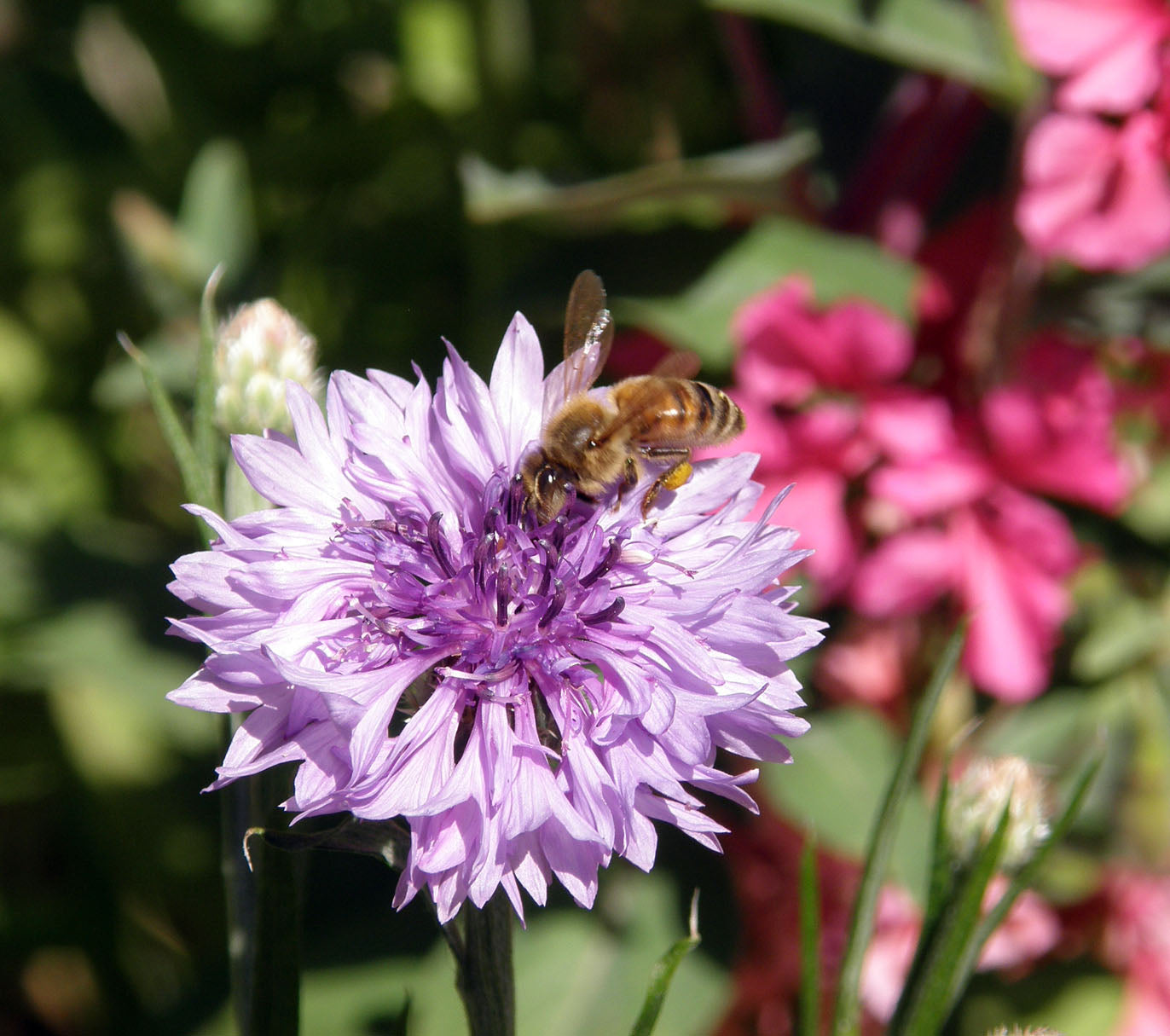 Flower Power For Nature's Pollinators