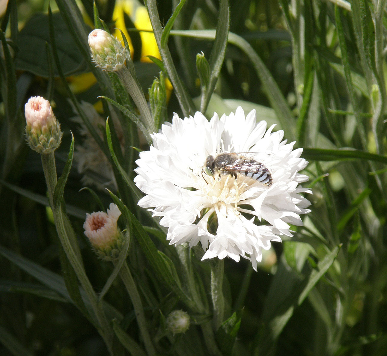 Flower Power For Nature's Pollinators