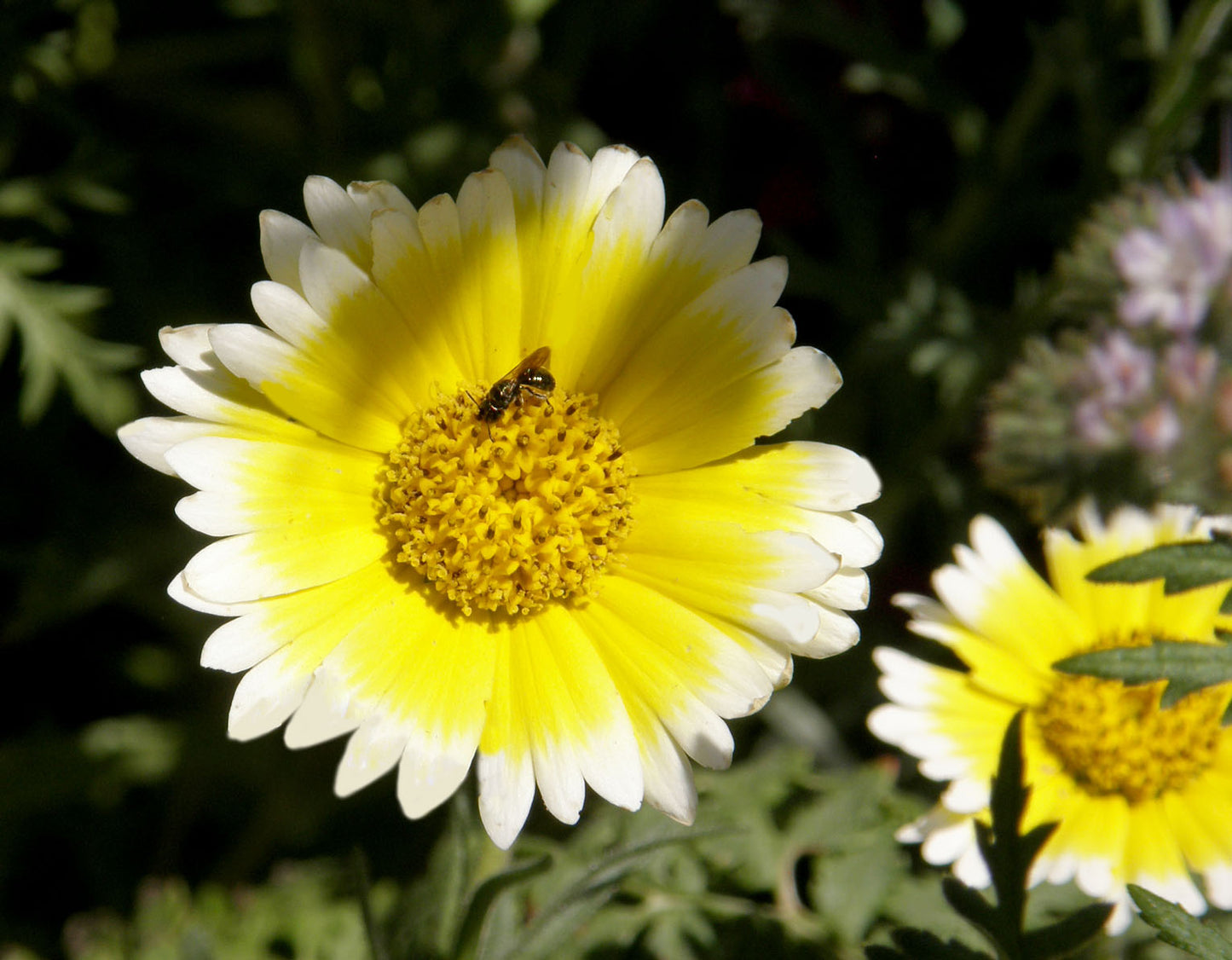 Flower Power For Nature's Pollinators