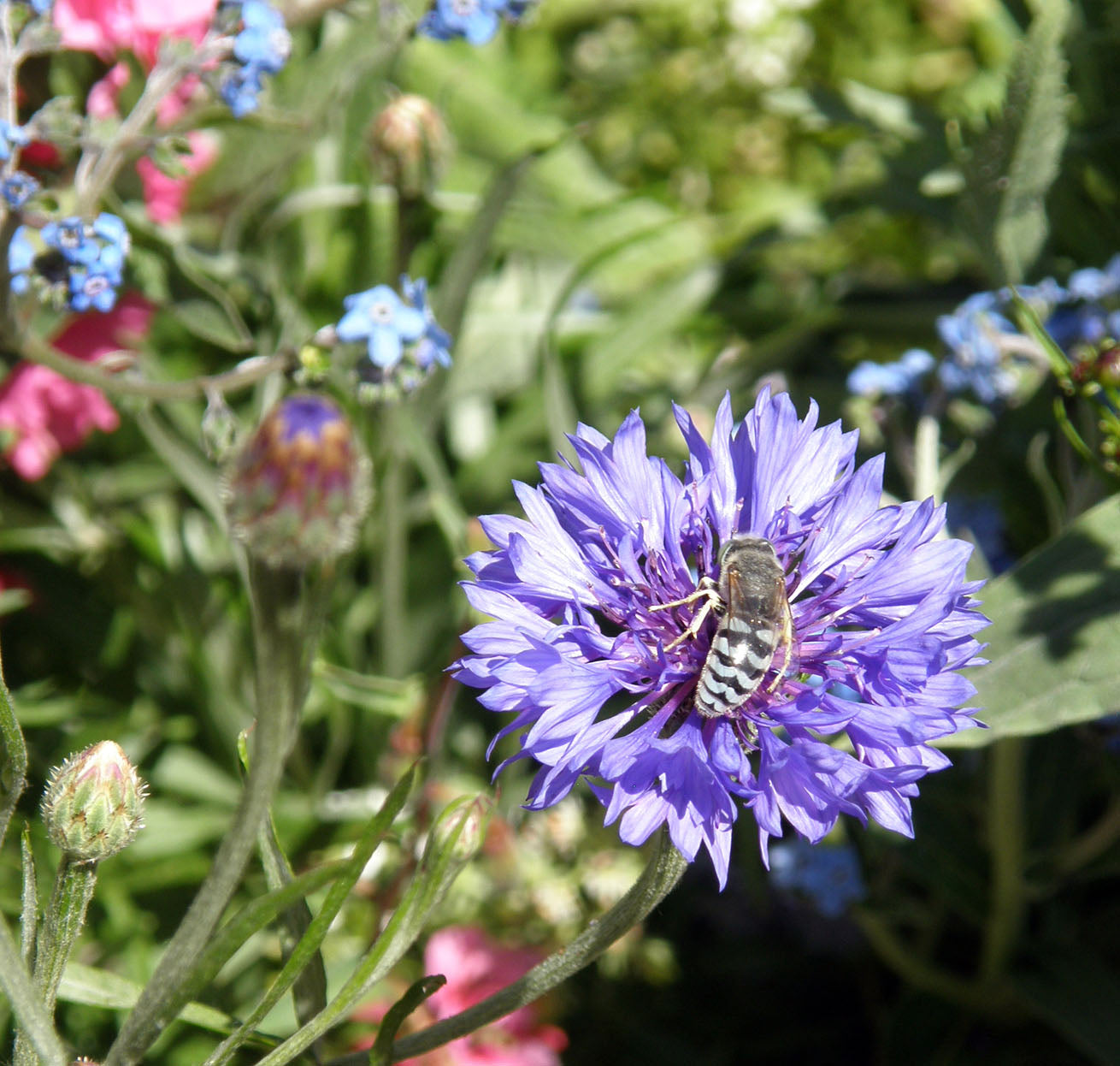 Flower Power For Nature's Pollinators