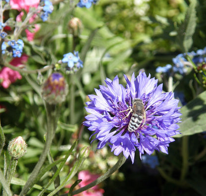 Flower Power For Nature's Pollinators