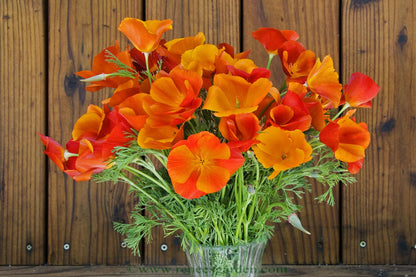 can you plant flowers in a copper pot California Poppies