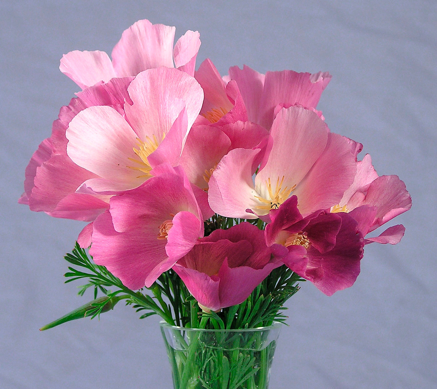 Dusky Rose