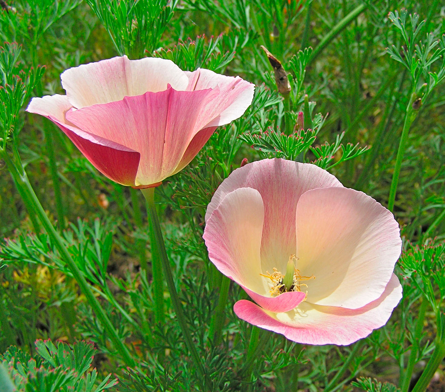 Dusky Rose