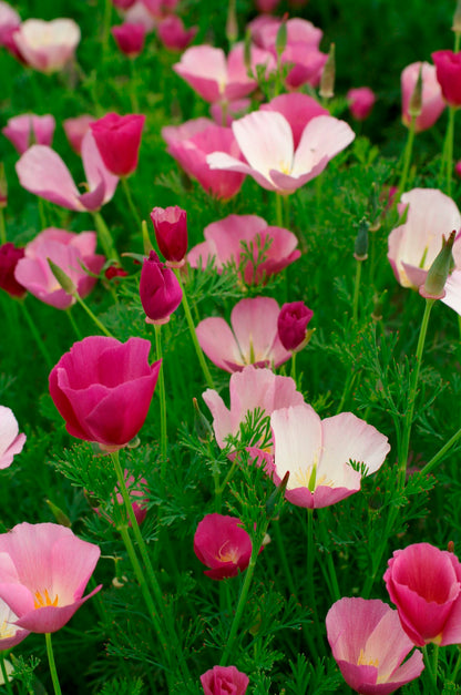Dusky Rose