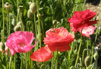 poppy seeds planting fall Shirley Poppies