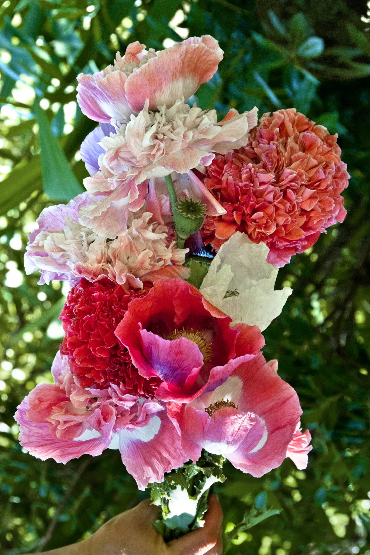 French Flounce' Heirloom Carnation Poppies – Renee's Garden