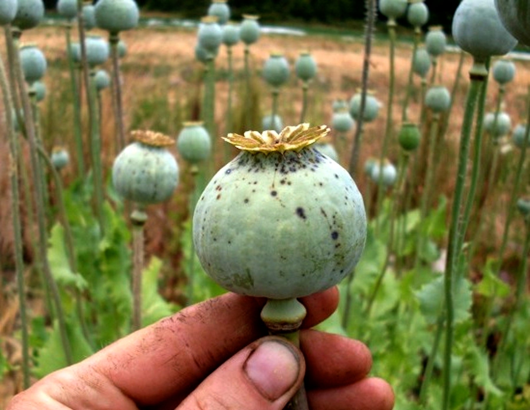 edible poppy seed plant Hungarian Breadseed Poppy' Heirloom Kitchen Herbs – Renee's Garden
