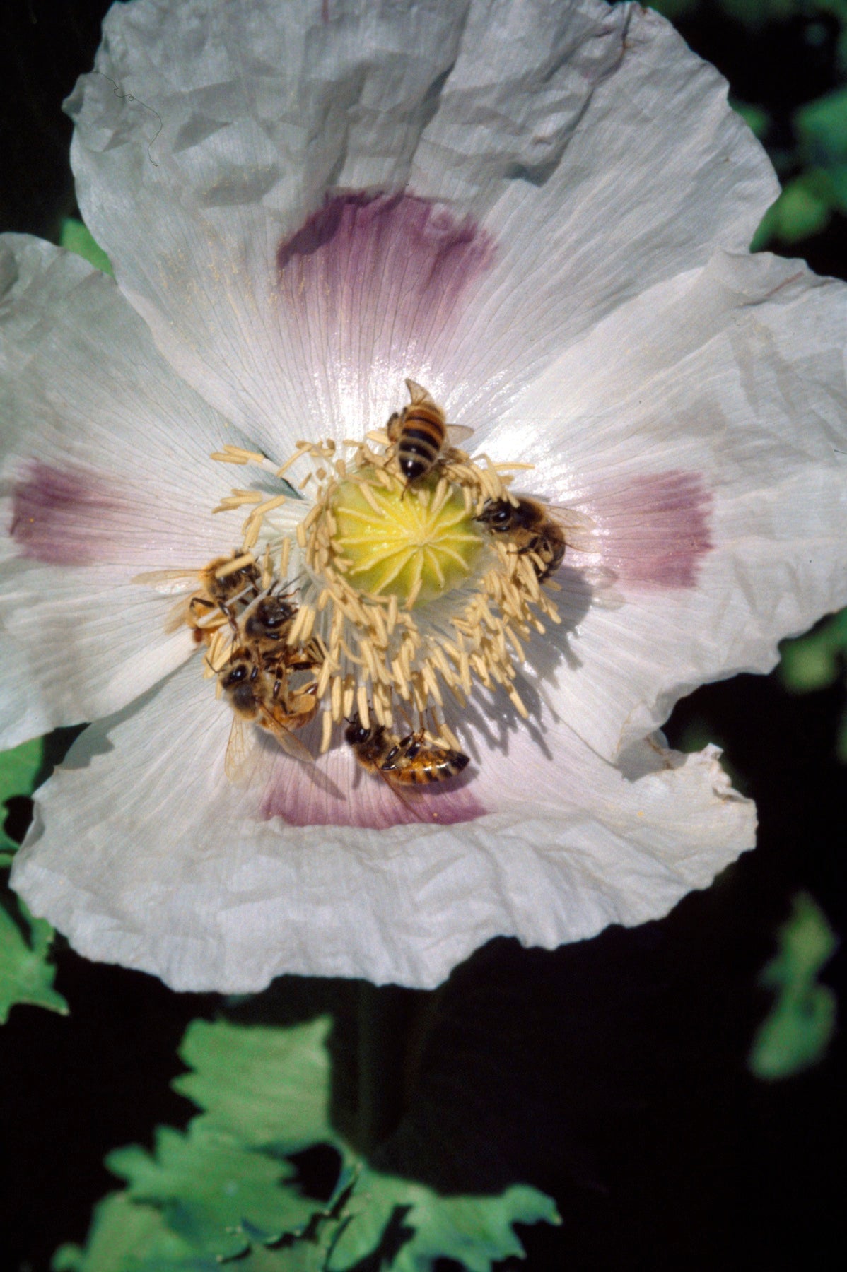 Hungarian Breadseed Poppy