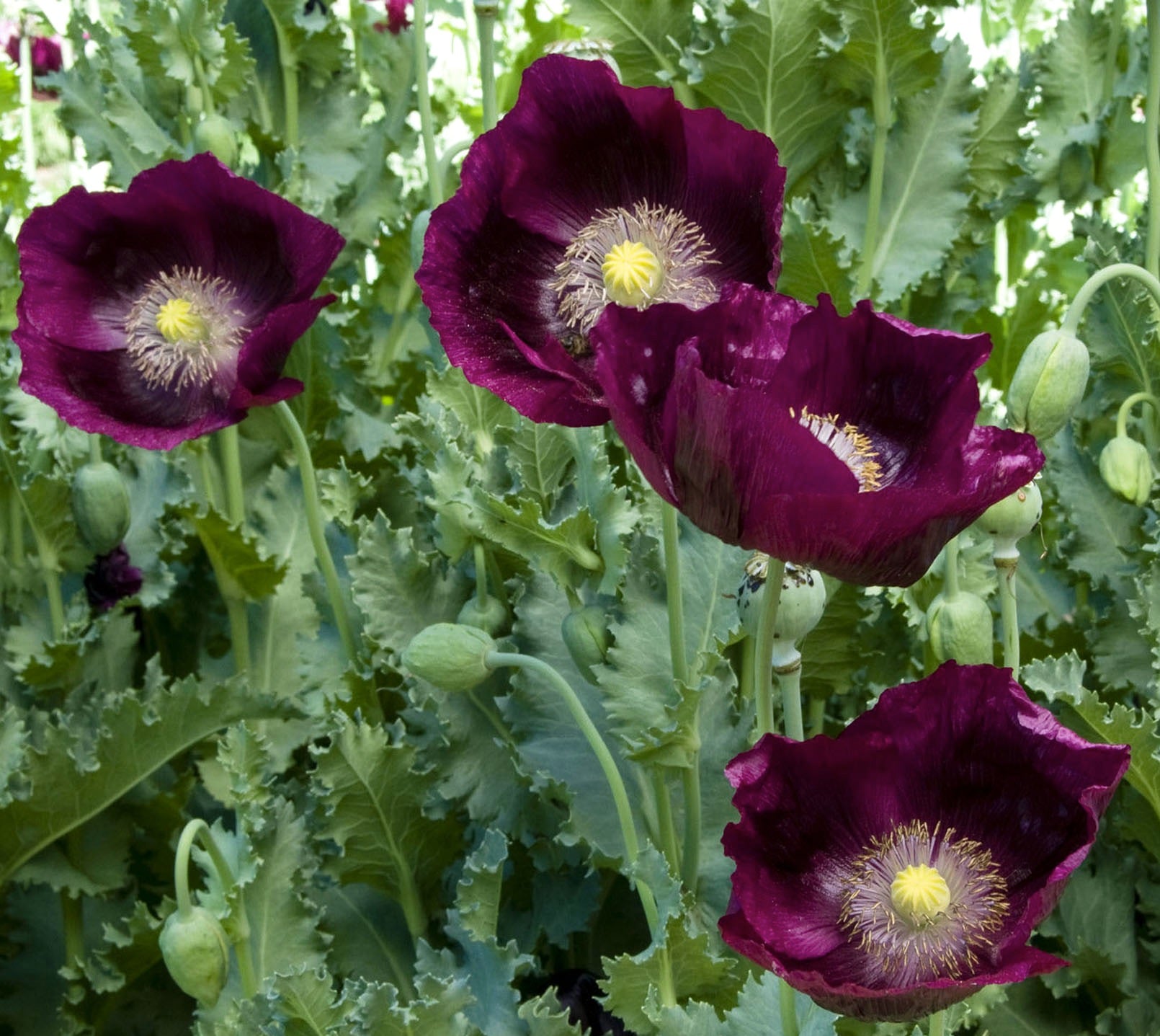 'Lauren’s Dark Grape' Heirloom Poppies – Renee's Garden