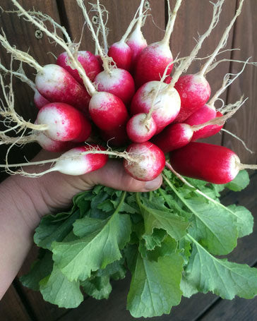 French Breakfast Radishes - Petit Dejeuner