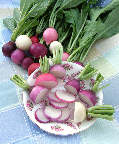 Rainbow Radishes - Easter Egg II