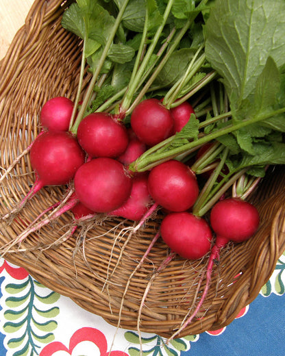 Heirloom Radishes - German Giant Organic