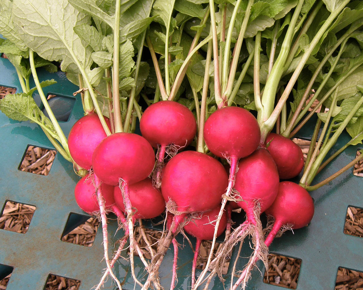 Heirloom Radishes - German Giant Organic