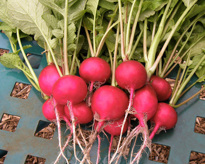 Heirloom Radishes - German Giant Organic