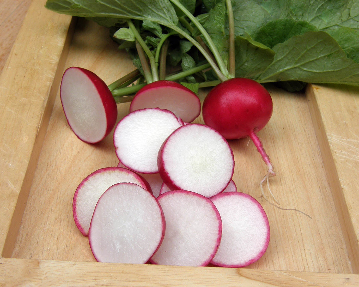 Heirloom Radishes - German Giant Organic
