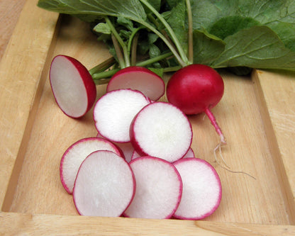 Heirloom Radishes - German Giant Organic