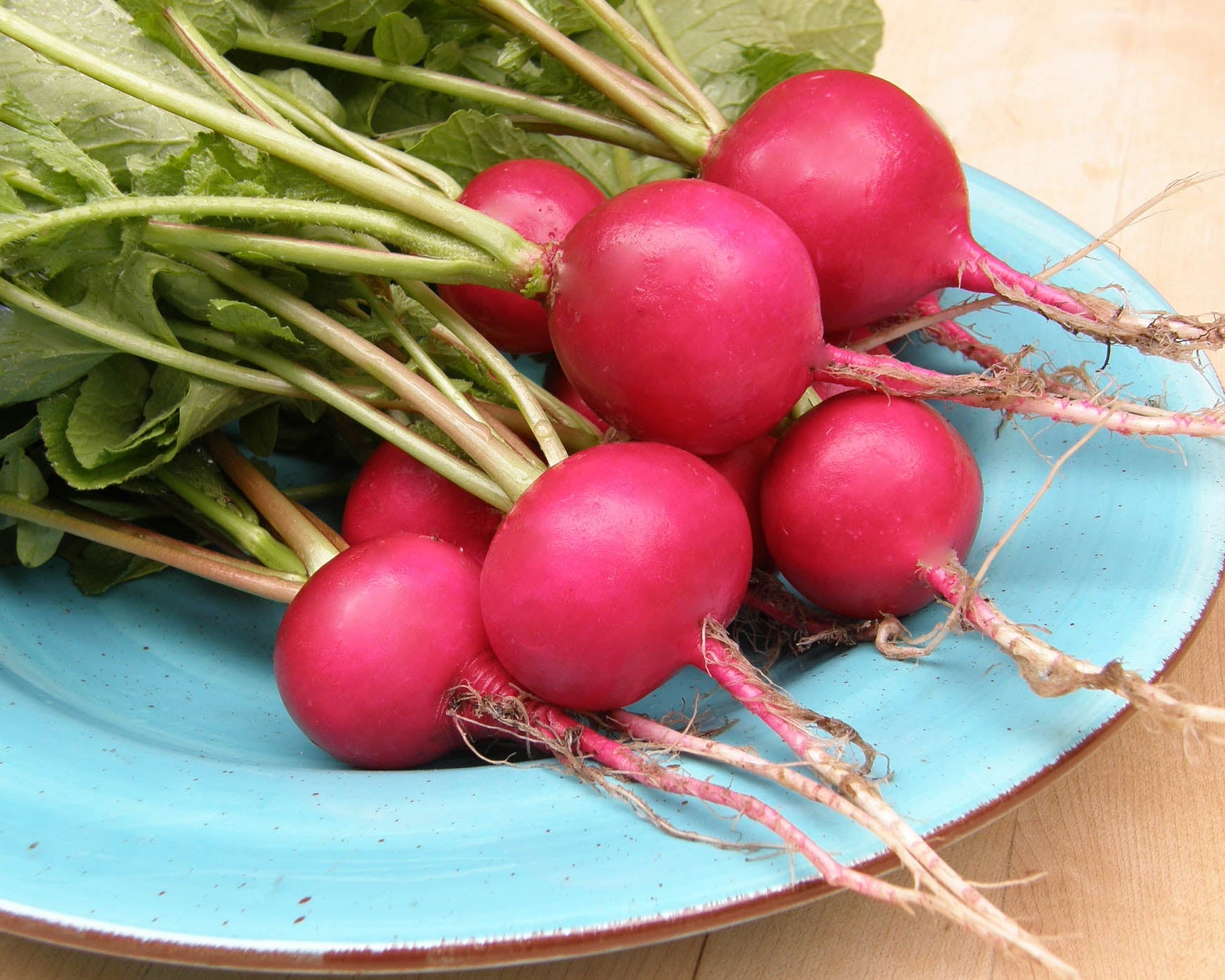 German Giant' Heirloom Radishes – Renee's Garden