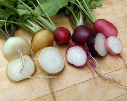 Five Color Radish Mix - Garden Party