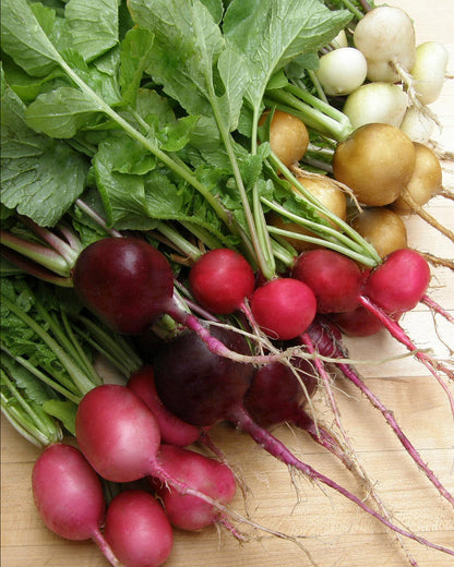 Five Color Radish Mix - Garden Party